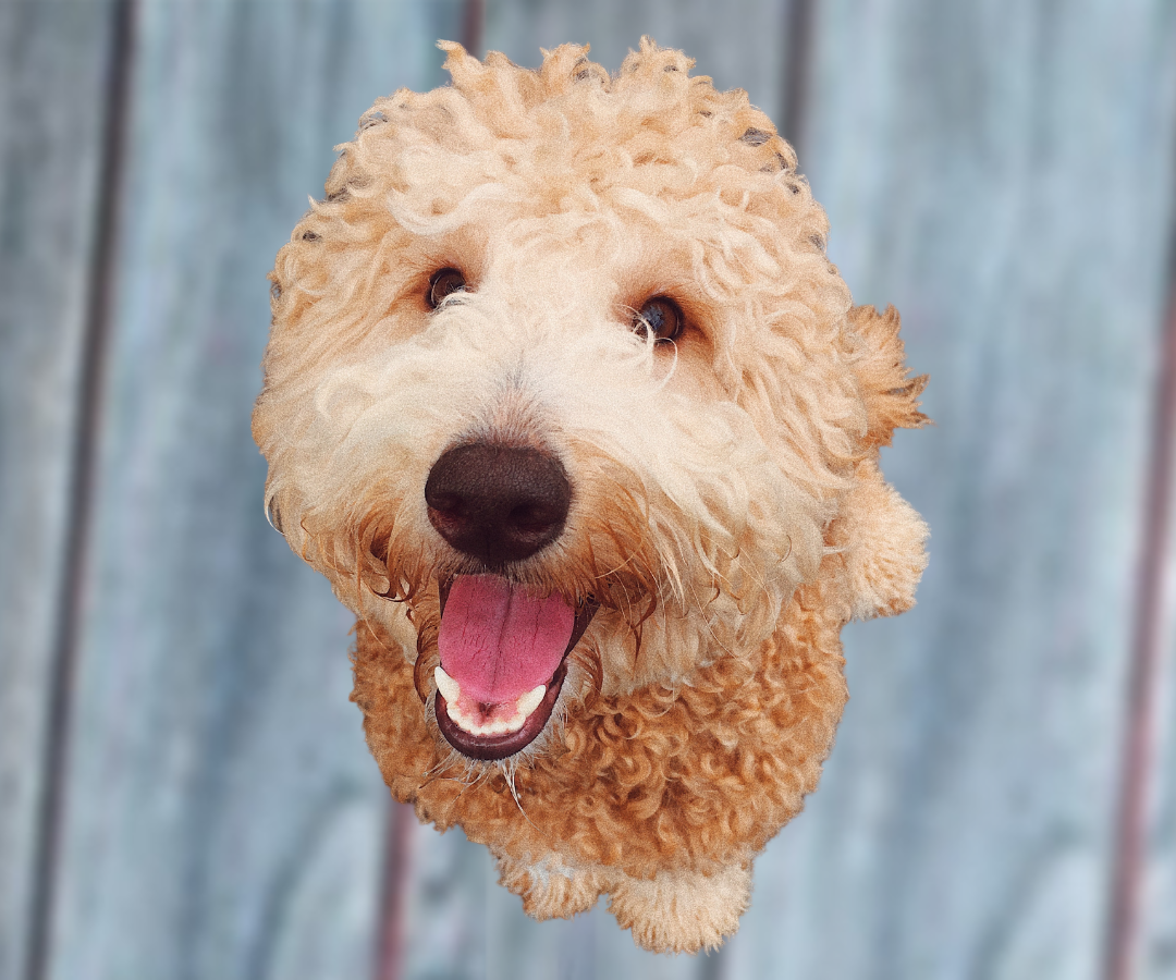 Murphy
